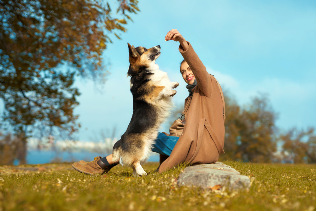 Training That Transformed a Troubled Pup