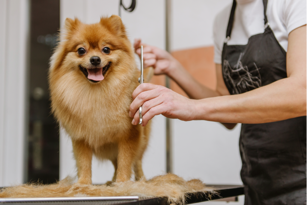 Grooming for a Healthier Coat