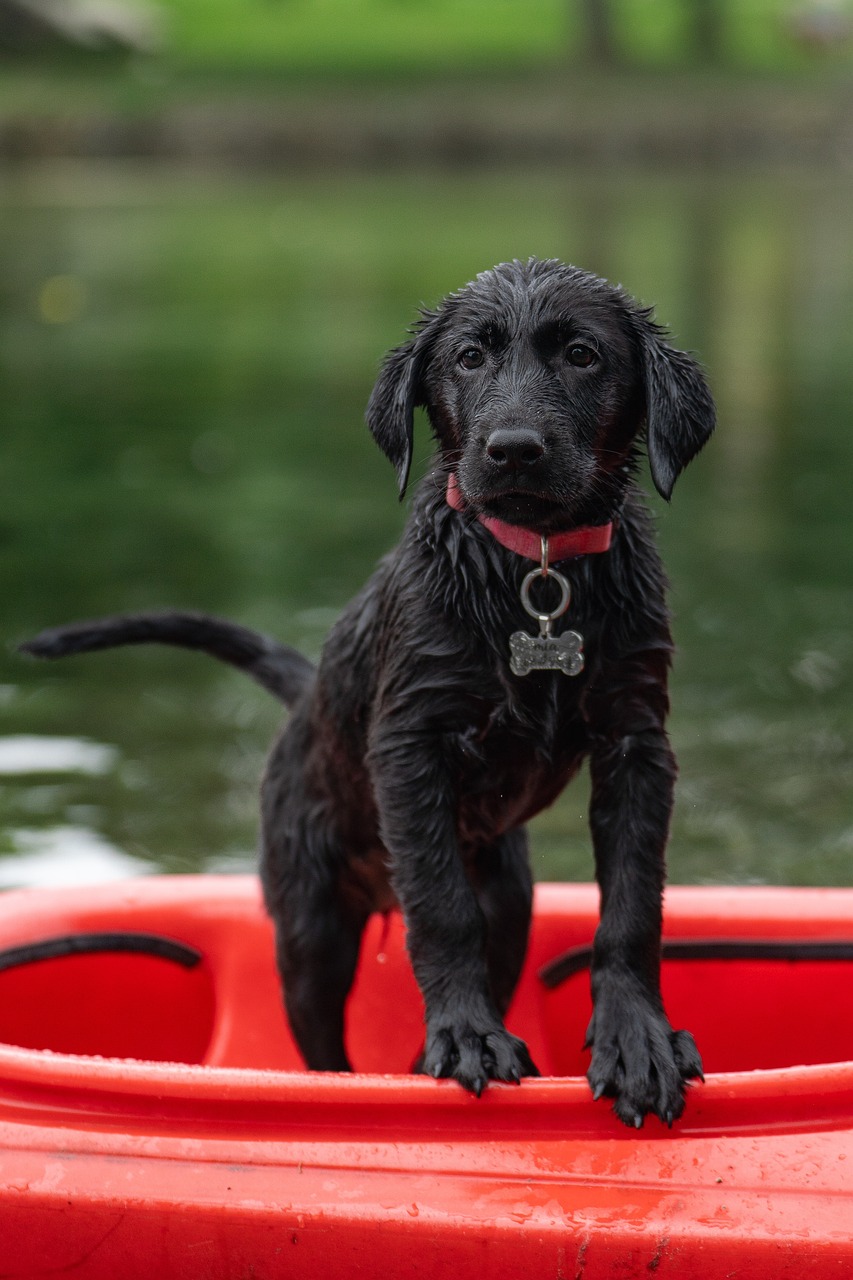 labrador, kayak, black labrador, border collie, dog, nature, puppy, swimming, cute, pet, animal