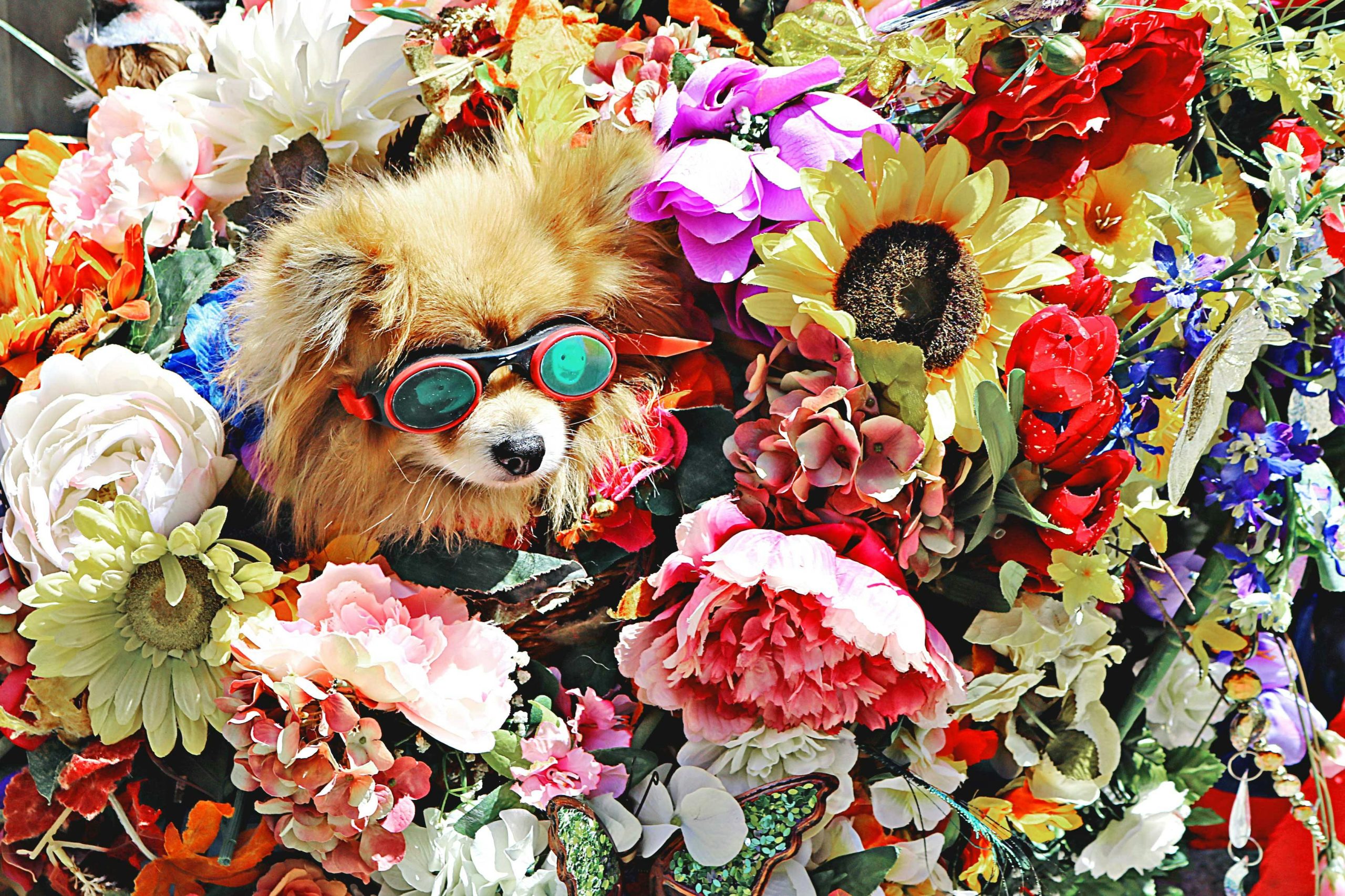 A cute dog wearing goggles nestled in a vibrant floral arrangement brings joy and color.