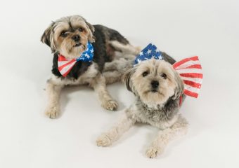 High angle of funny Yorkshire Terriers in bow ties representing concept of patriotism and Independence celebration
