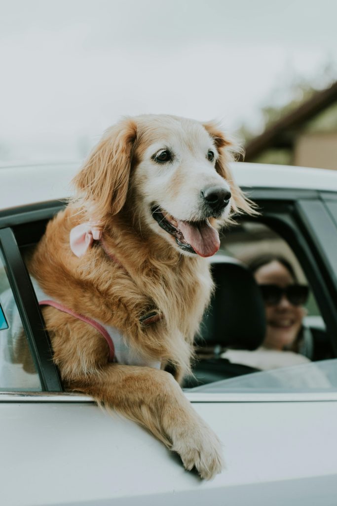 Golden Retriever peeks out car window, joyfully enjoying the ride with its owner on a sunny day.